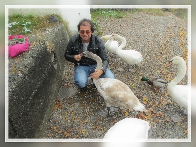unsere Freunde-die Schwanfamilie von Stein am Rhein
